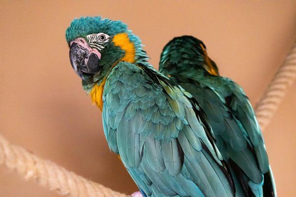 Crafting urban green spaces in the uk: a strategic guide to enhancing amphibian ecosystems